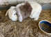 Mini lops