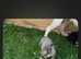 Bedlington whippet x collie whippet greyhound.