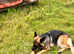 Long hairs German shepherd