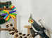Bonded pair cockatiels Kent