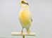 Canaries