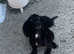 Female cocker spaniel