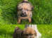 Beautiful Norfolk Terrier puppies