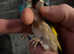 For Sale Goldfinch