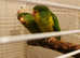 Mountain parakeets 3 looking for a new home