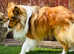 Health tested sable boy available for stud