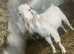 ANGORA BILLY GOAT NEEDS NEW HOME