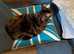 House cat looking for companion ADOPTED
