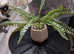 FAUX plant with heavy planter