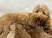 Stunning Australian Double Doodle Puppies