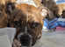 Staffordshire bull terrier  there are 3 girls left