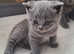 British shorthaired kittens