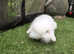 white mini lion lops and mini lops baby rabbits *READY NOW*