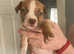 Staffordshire bull terrier pups ready
