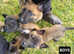 Belgian Shepherd Malinois puppies