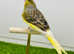 Canaries