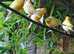 Yellow canaries