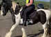 Traditional Cob Mare