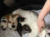Beautiful cross breed kittens