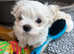 Gorgeous Tiny Maltese Puppies
