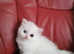 Adorable Scottish fold and straight kitten's