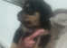 Rottweiler puppies Huntly ready now only 1 female left