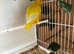 Semi Tame Lutino Lineolated parakeet