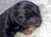 Cane Corso X American Bulldog
