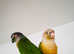Beautiful tame Conures in Dewsbury