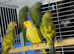 Indian ringneek parrots Glasgow