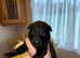 German Shepard x Labrador