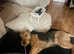 Airedale Terrier for sale