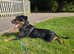 Bernard the Jagdterrier