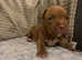 Ready to leave american pocket bully