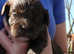 5 shihpoos left