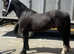 Future ridden prospect . 2 year old gelding make 14.2/3hh