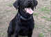 Exceptionally well bred litter of Black Labrador Puppies Due