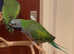 Stunning young darbyan parrot