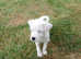 ** 1 Parson Russell Boy Ready to Leave **