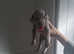 Weimaraner puppies for sale