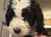 Old English sheepdog x poodle