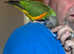 Male Senegal parrot  (please read description)