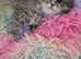 Pedigree  Siberian  kittens