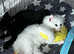 Ragdoll cross BSH kittens