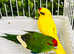 Stunning baby Kakriki parrot