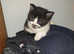 2 beautiful kittens available 16th ma