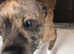 Lancashire heelers