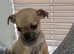 Pug chihuahua puppy