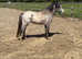 Welsh sec a 2 year old colt