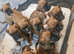 Gorgeous Litter of 9 KC Registered Boxer Puppies